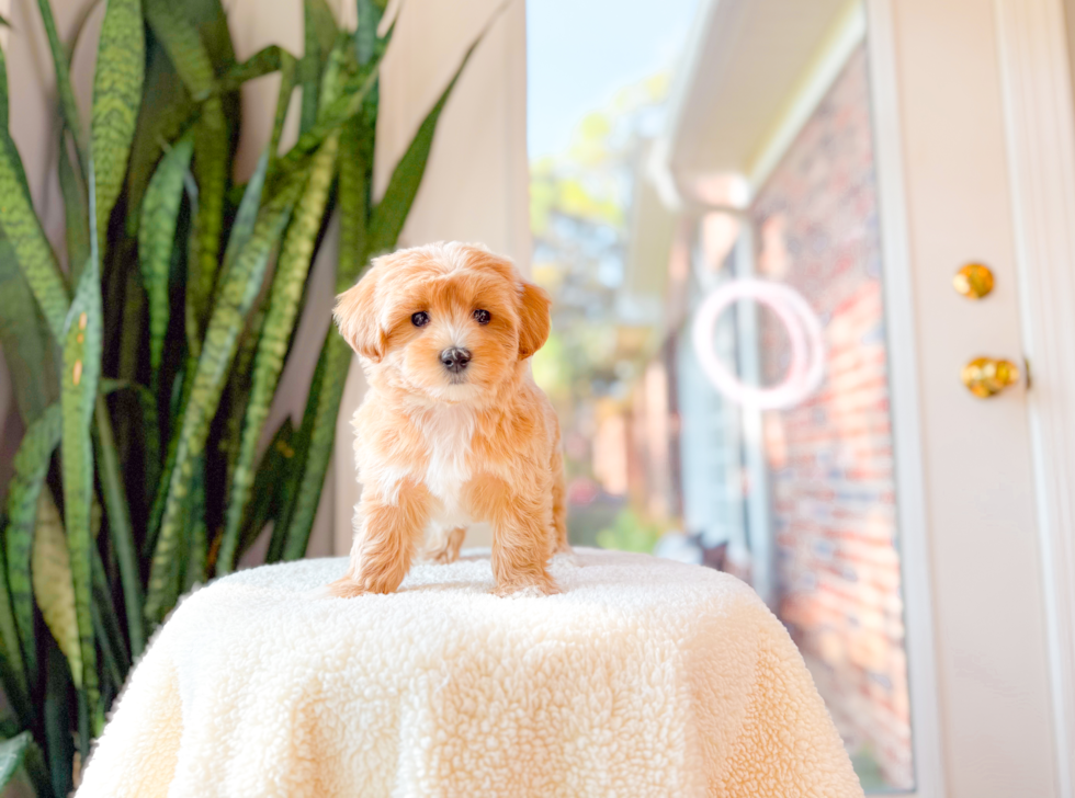Cute Maltipoo Poodle Mix Pup