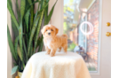 Cute Malt a Poo Poodle Mix Puppy