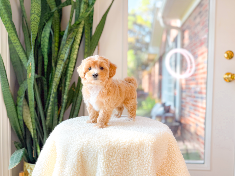 Cute Malt a Poo Poodle Mix Puppy