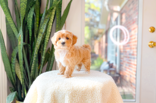 Cute Malt a Poo Poodle Mix Puppy