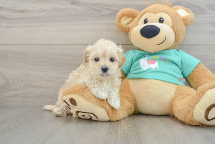 Best Maltipoo Baby