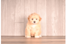 Maltipoo Puppy for Adoption