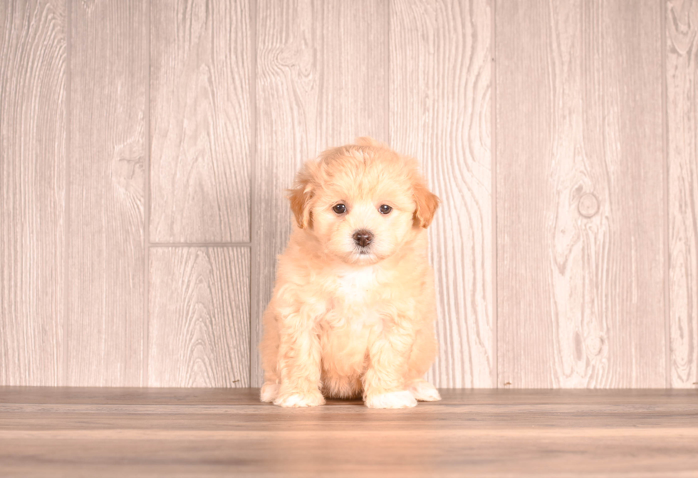 Maltipoo Puppy for Adoption