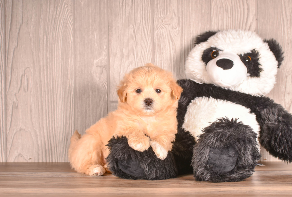 Cute Malt a Poo Poodle Mix Puppy