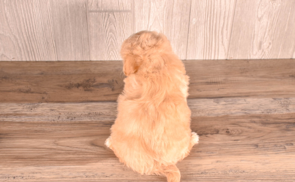 Maltipoo Pup Being Cute