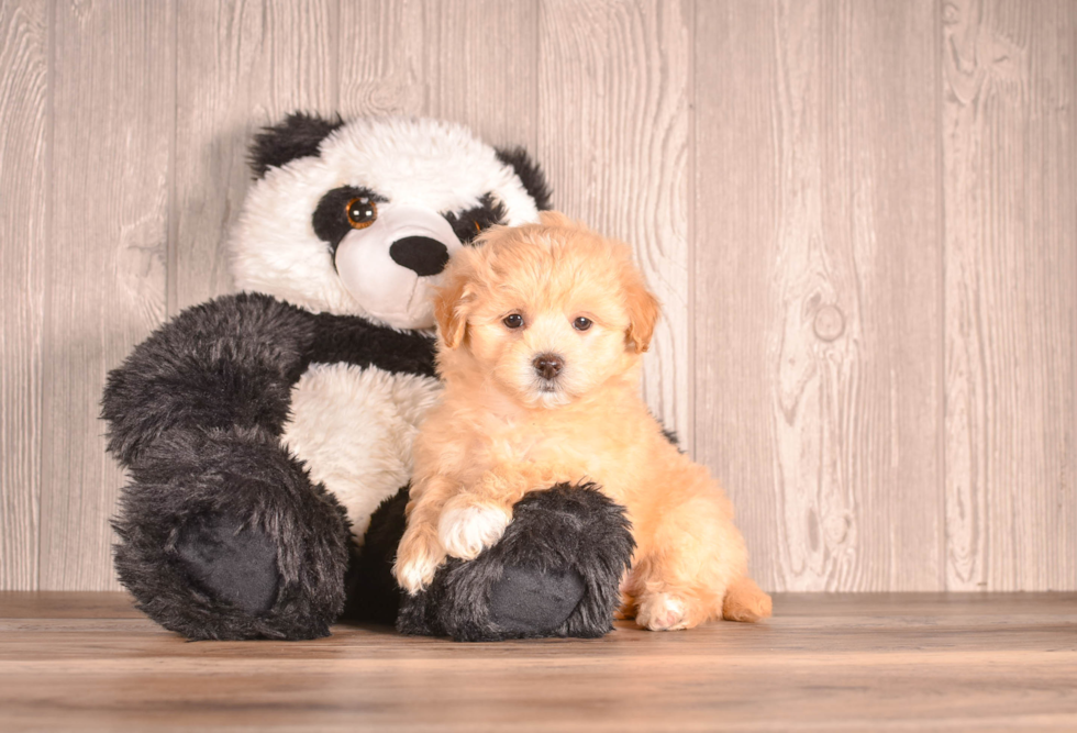 Cute Maltipoo Poodle Mix Pup