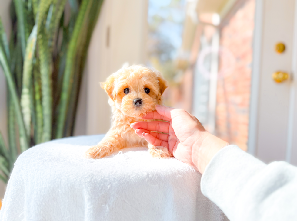 Cute Malt a Poo Poodle Mix Puppy