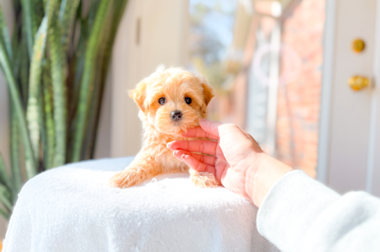 Cute Malt a Poo Poodle Mix Puppy