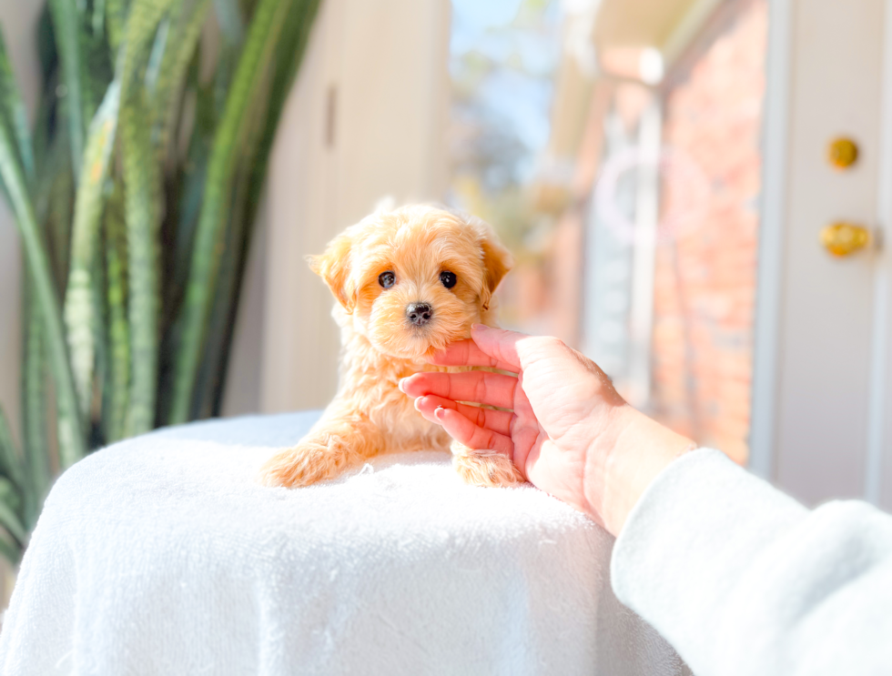 Maltipoo Puppy for Adoption