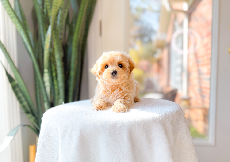 Best Maltipoo Baby