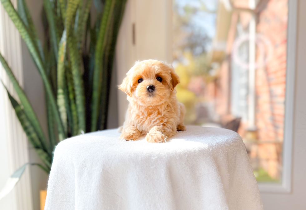 Cute Maltipoo Poodle Mix Pup
