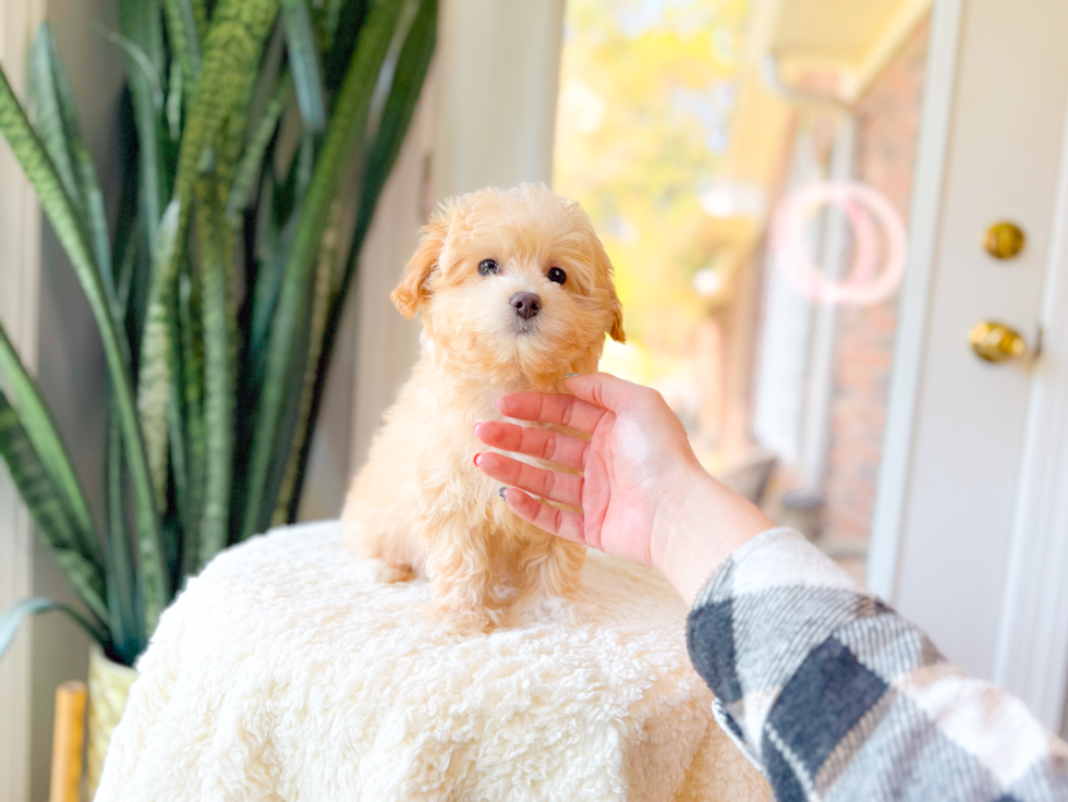 Cute Malt a Poo Poodle Mix Puppy