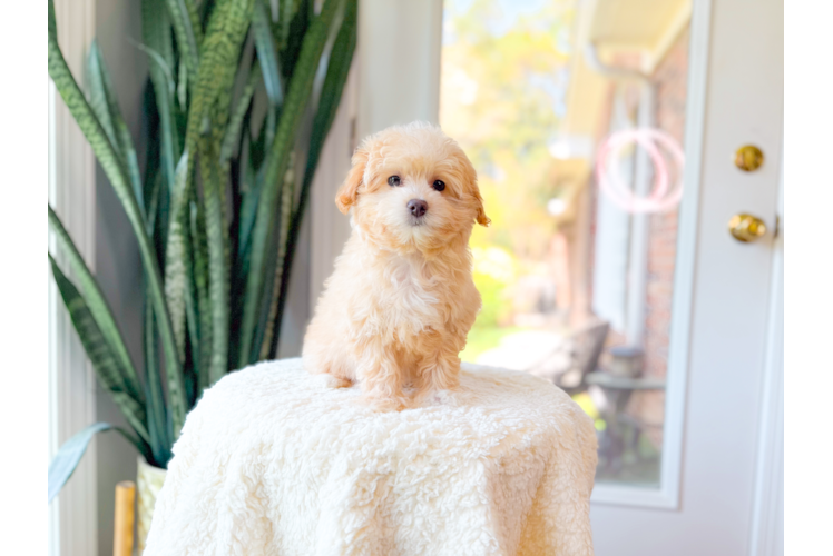 Cute Malt a Poo Poodle Mix Puppy
