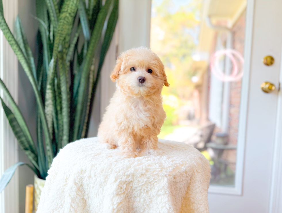 Cute Malt a Poo Poodle Mix Puppy