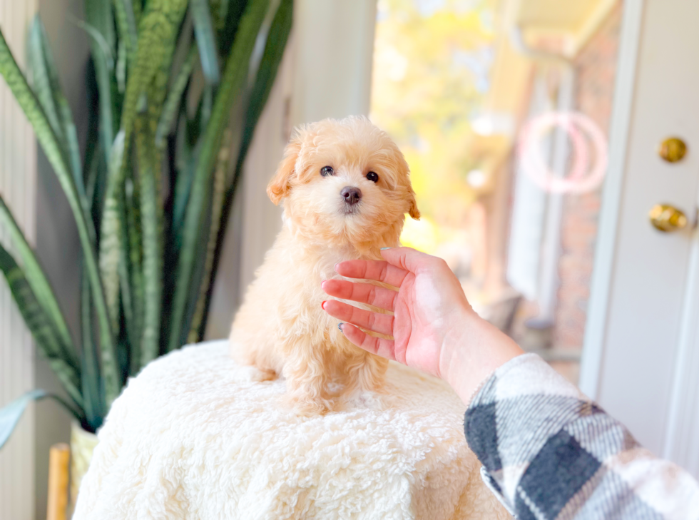 Cute Malt a Poo Poodle Mix Puppy