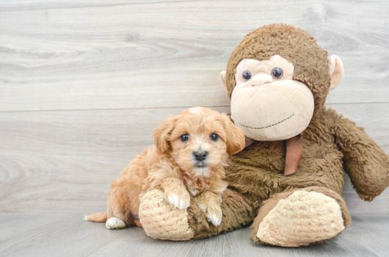 Hypoallergenic Maltese Poodle Poodle Mix Puppy