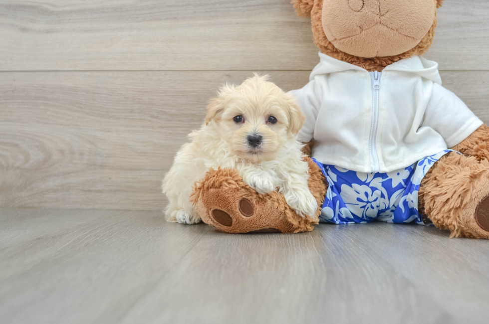 8 week old Maltipoo Puppy For Sale - Simply Southern Pups