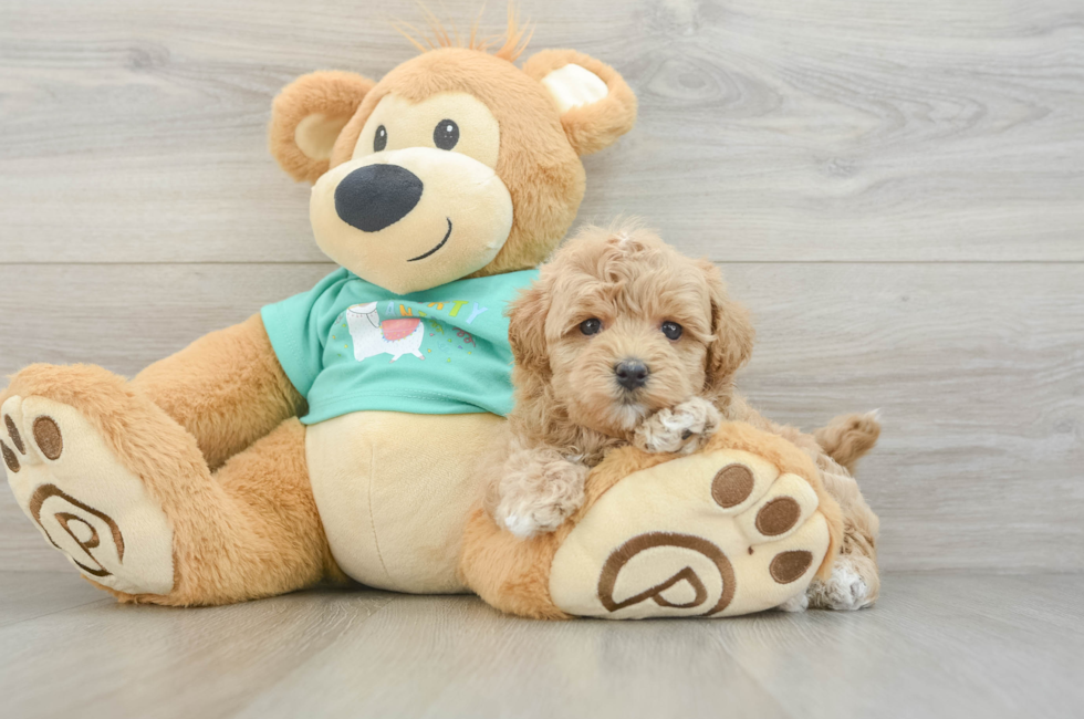 7 week old Maltipoo Puppy For Sale - Simply Southern Pups