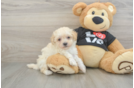 Playful Moodle Poodle Mix Puppy