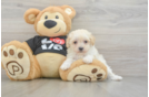Maltipoo Pup Being Cute