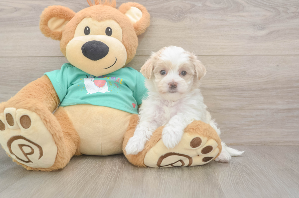 5 week old Maltipoo Puppy For Sale - Simply Southern Pups