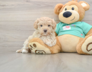 9 week old Maltipoo Puppy For Sale - Simply Southern Pups