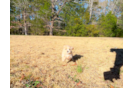 Cute Maltipoo Baby