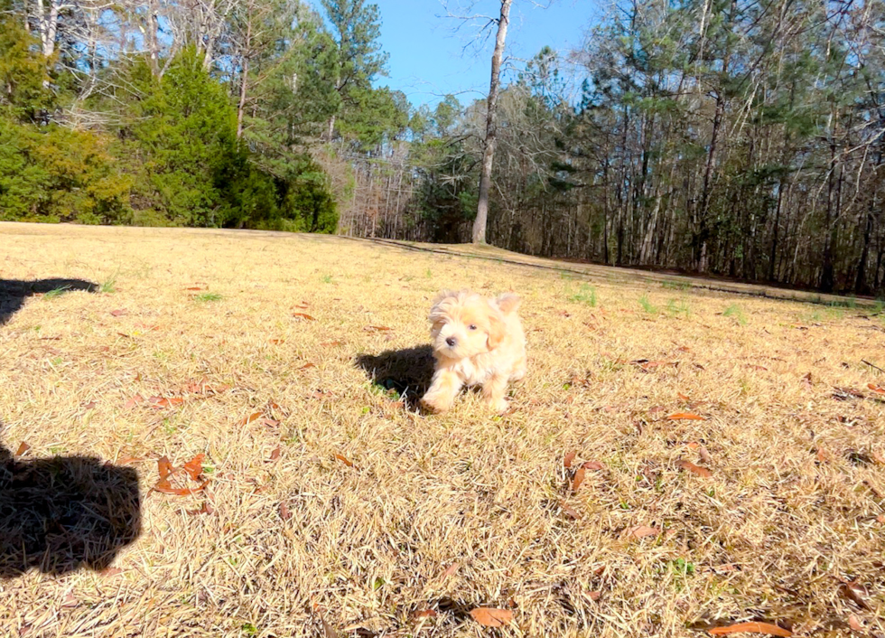 Cute Maltipoo Baby