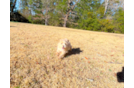 Cute Maltipoo Poodle Mix Pup