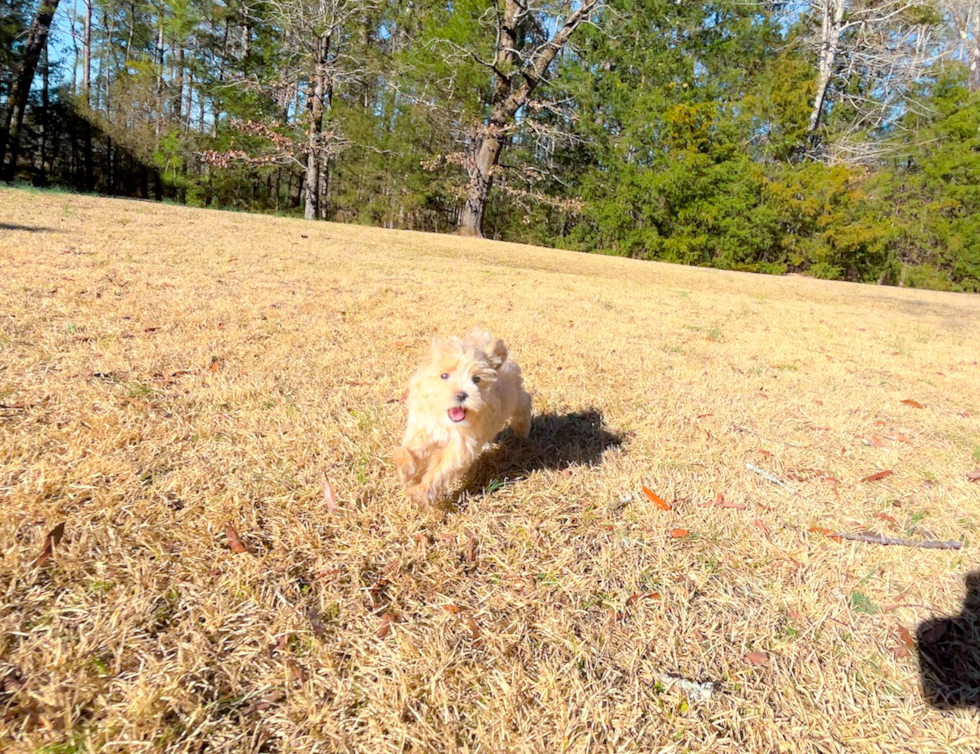 Cute Maltipoo Poodle Mix Pup