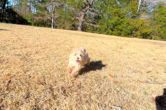 Cute Maltipoo Poodle Mix Pup