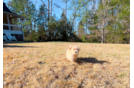 Cute Maltipoo Baby