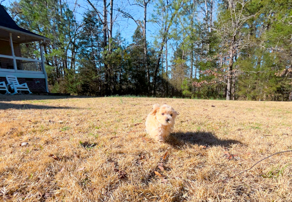 Cute Maltipoo Baby