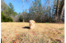 Cute Malt a Poo Poodle Mix Puppy