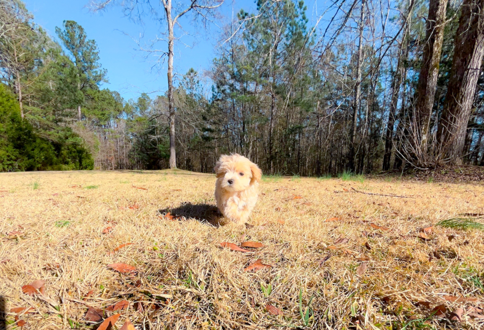 Cute Malt a Poo Poodle Mix Puppy