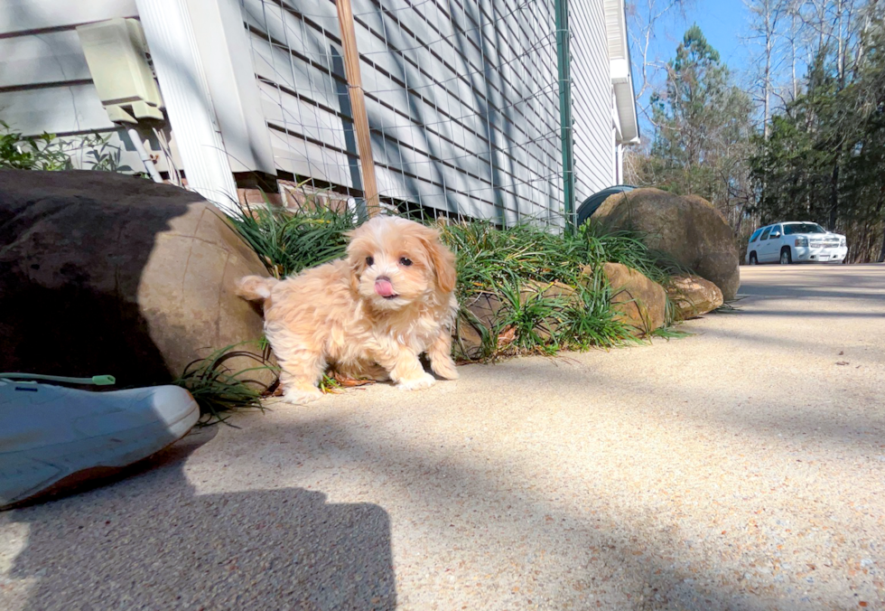 Best Maltipoo Baby