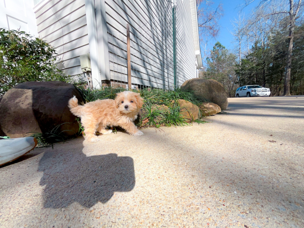 Best Maltipoo Baby