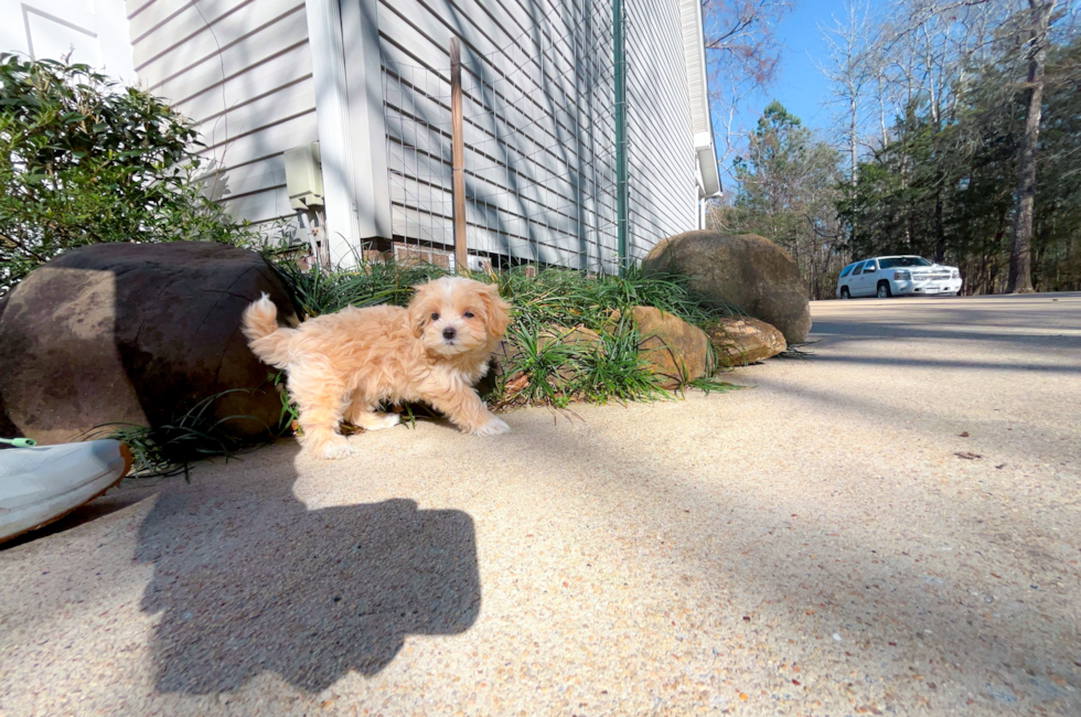 9 week old Maltipoo Puppy For Sale - Simply Southern Pups