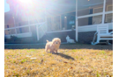 Maltipoo Pup Being Cute