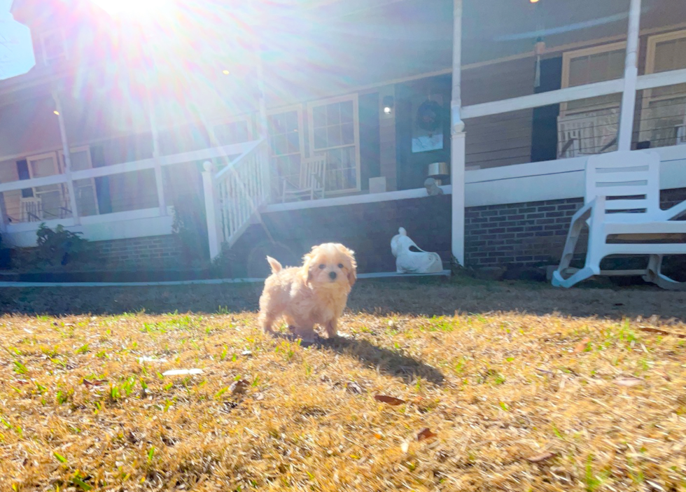 Maltipoo Pup Being Cute