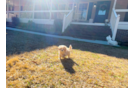 Cute Maltipoo Poodle Mix Pup