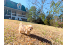 Maltipoo Pup Being Cute