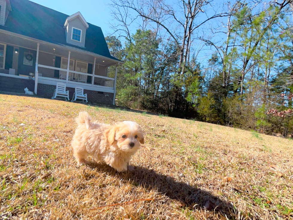 Maltipoo Pup Being Cute