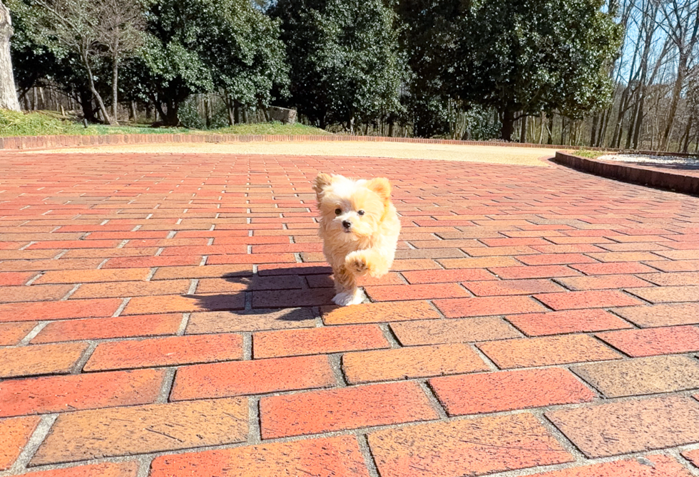 Maltipoo Puppy for Adoption
