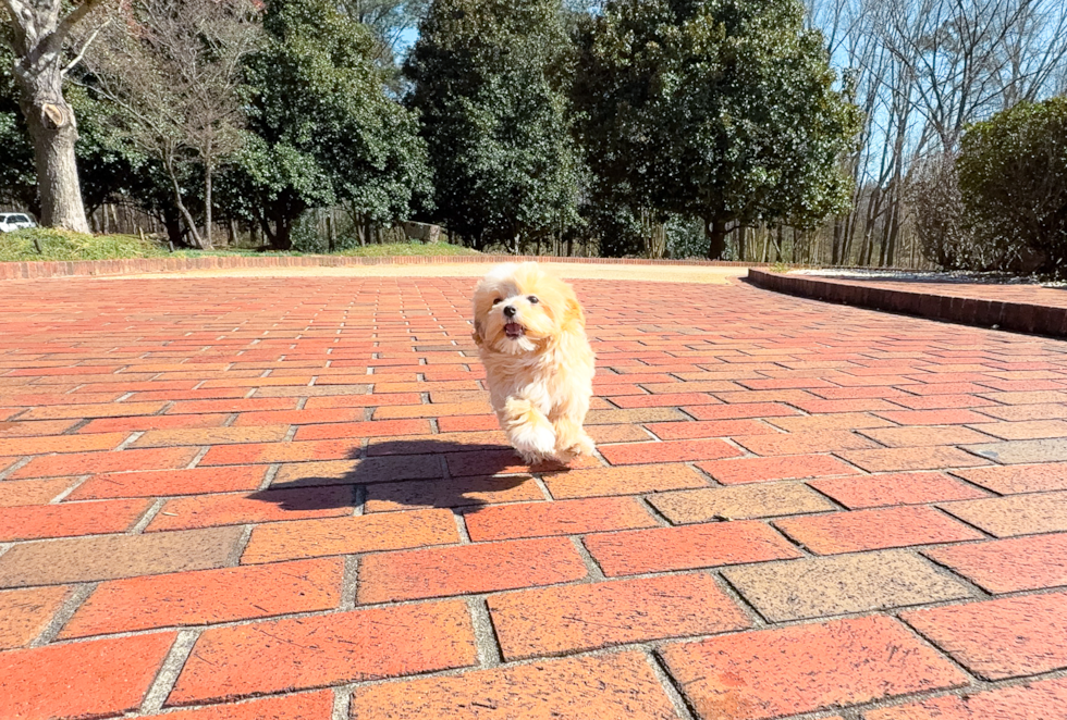 Cute Maltipoo Poodle Mix Pup