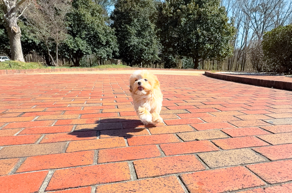 12 week old Maltipoo Puppy For Sale - Simply Southern Pups