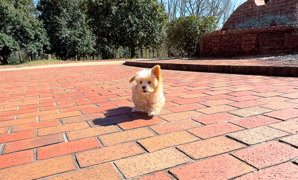 Cute Maltipoo Baby