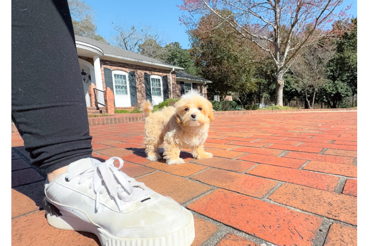 Maltipoo Pup Being Cute