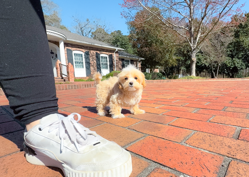Maltipoo Pup Being Cute