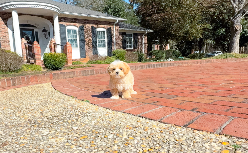 Cute Maltipoo Baby